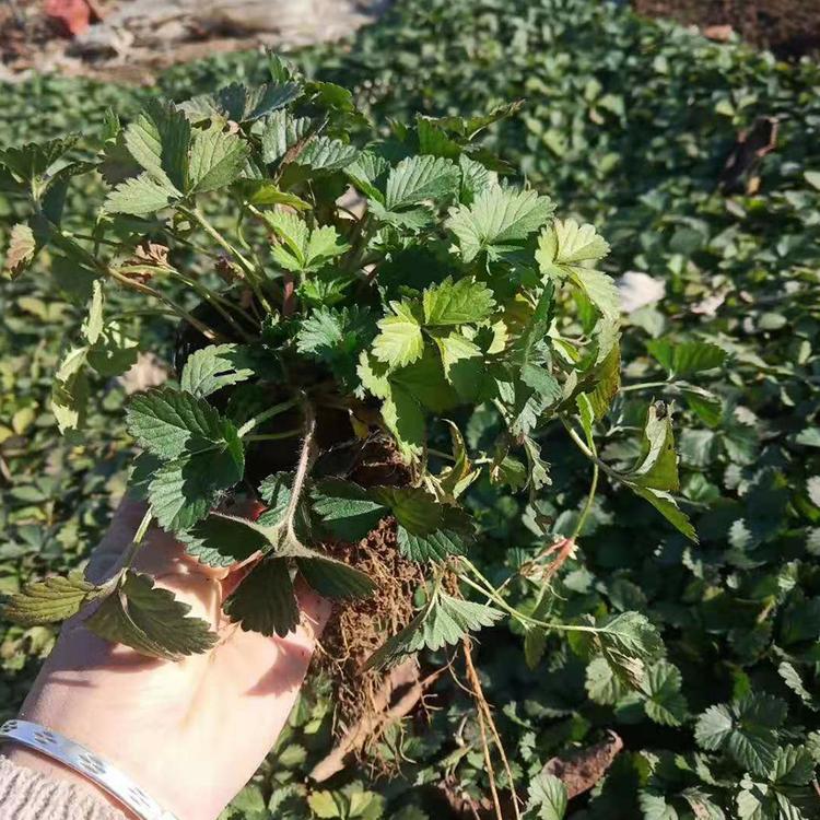 蛇莓批发基地 销售蛇莓 蛇莓价格 绿化专用蛇莓 蛇莓量大批发