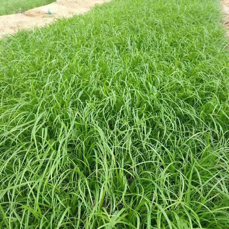 青绿苔草基地批发 青绿苔草价格批发 绿化项目.美化露地.青绿苔草