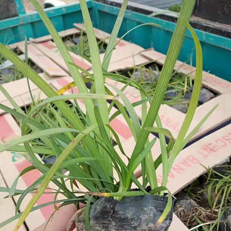 l崂峪苔草批发