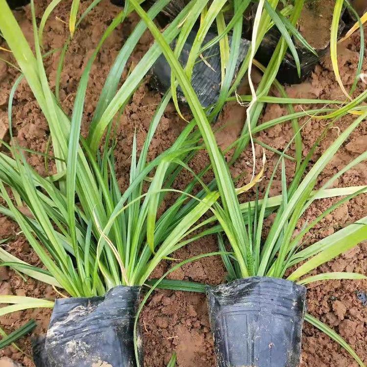 l崂峪苔草批发基地 崂峪苔草价格优惠 .绿化工程