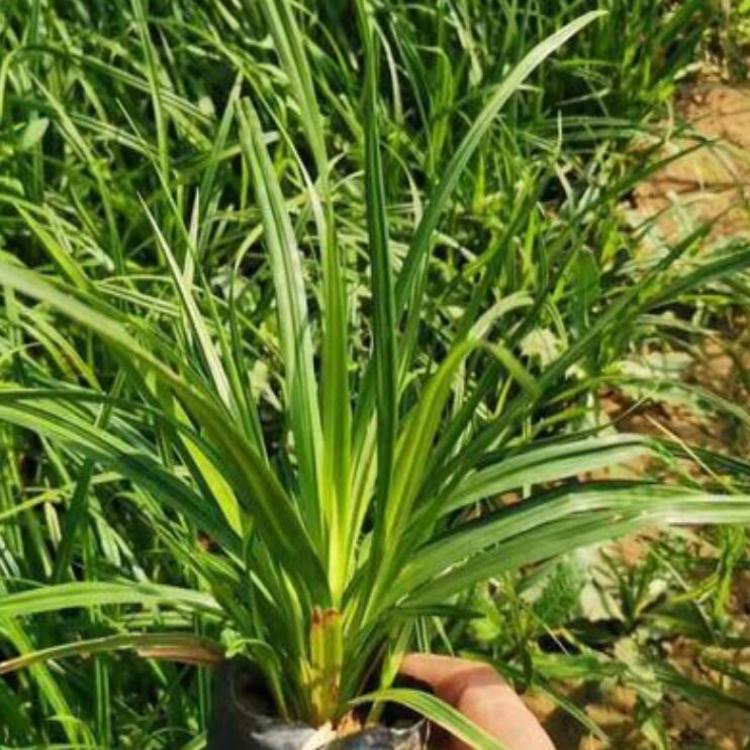 l崂峪苔草批发基地 自产自销.绿化工程