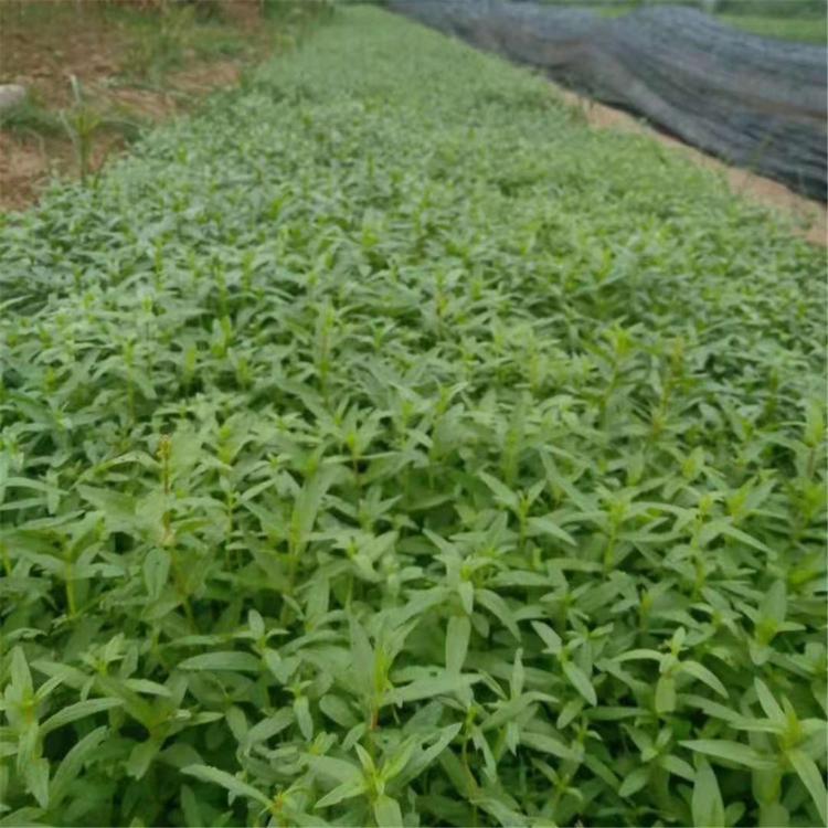全国热卖  千屈菜种植基地  基地大量供应千屈菜