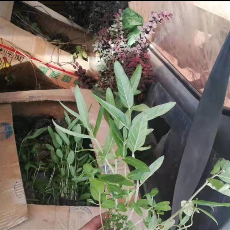 基地推荐 青州千屈菜小苗 优良千屈菜报价