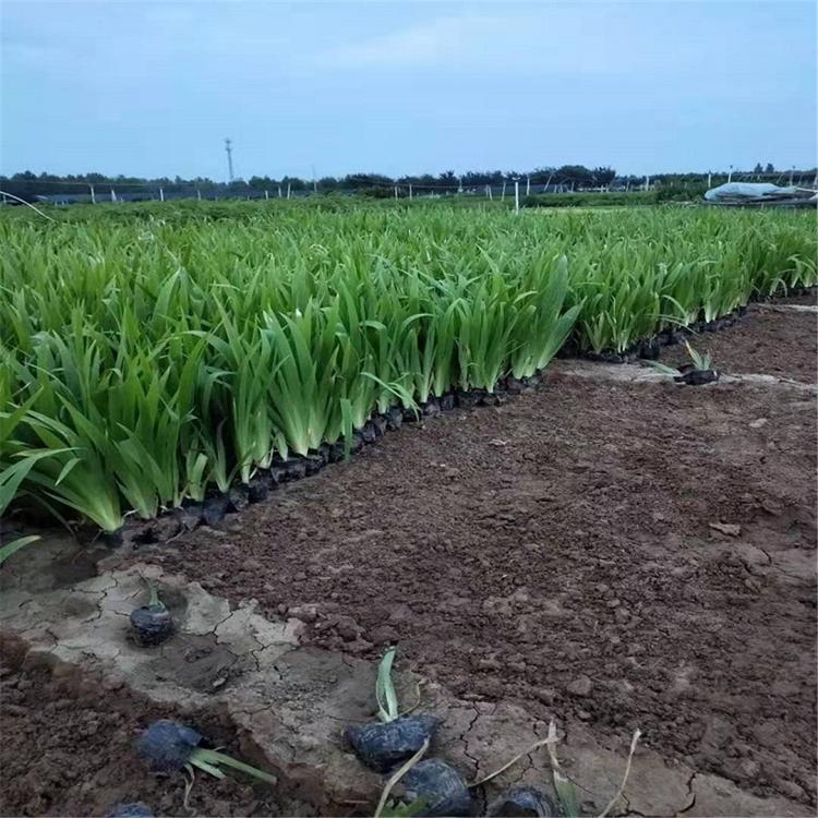 江苏鸢尾批发 鸢尾小苗价格 鸢尾培育基地