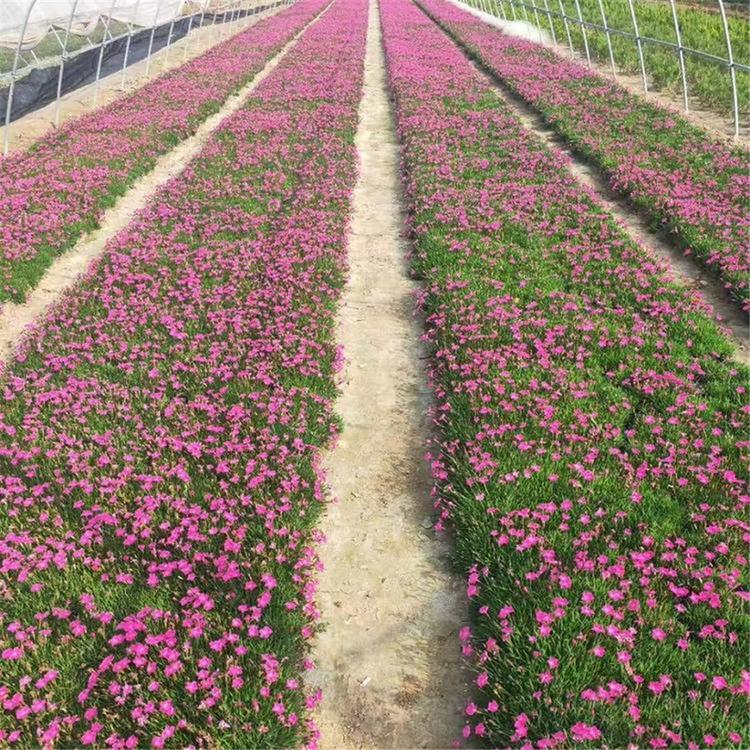 【顺菊】欧石竹 青州欧石竹批发价格 欧石竹小苗
