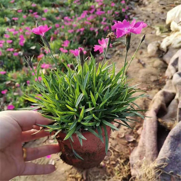 优良欧石竹 欧石竹 基地直销欧石竹小苗