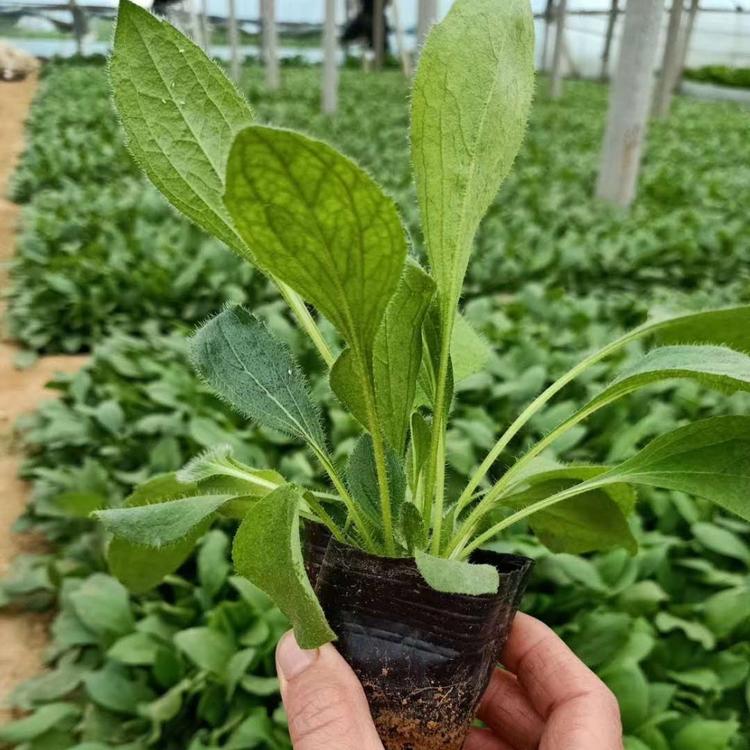 金光菊价格 金光菊基地 金光菊种子