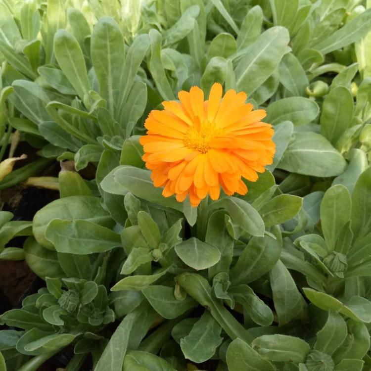 金盏菊批发 青州花卉 金盏菊小苗 金盏菊价格
