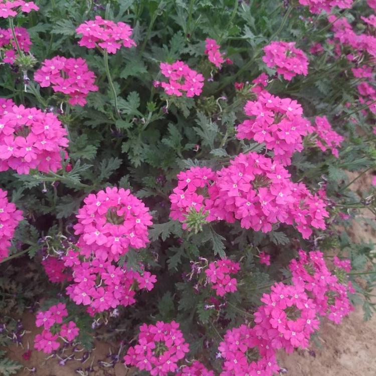 美女樱花海 美人樱绿化植被基地