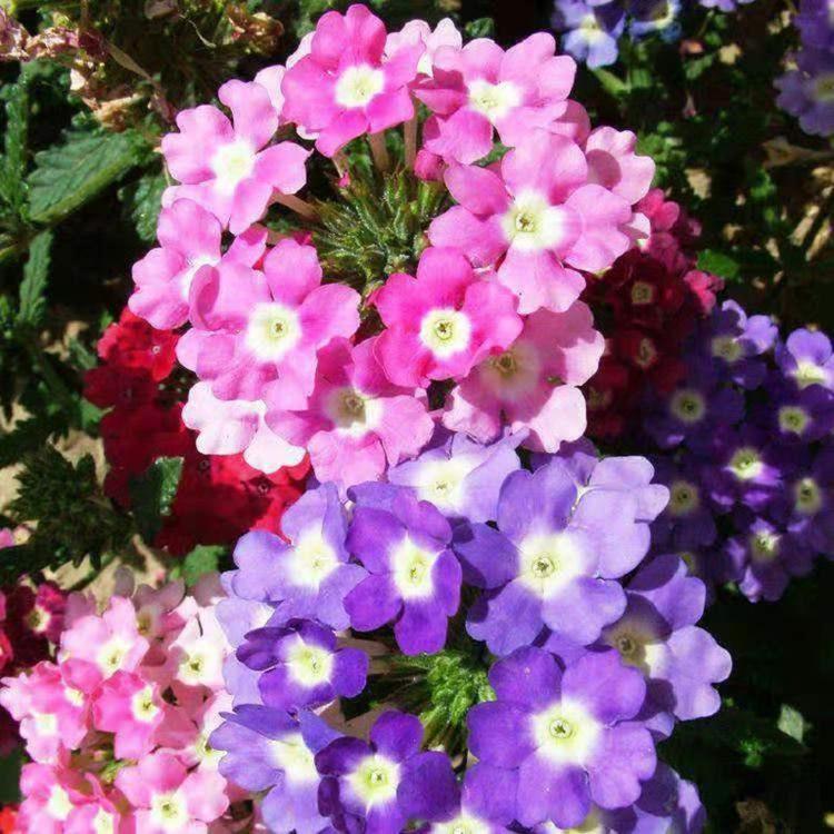 基地种植美女樱 山东美女樱批发价格 量大优惠