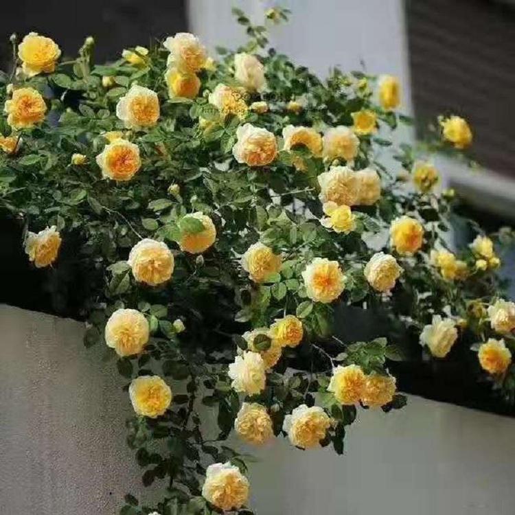 大花月季供应 青州大花月季 基地培植批发 大花香水月季苗