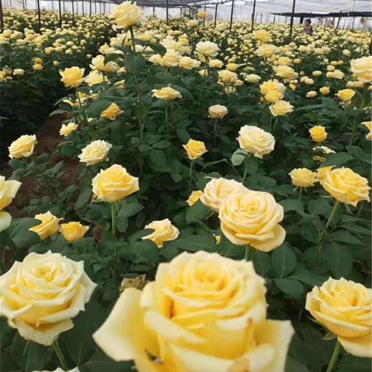 大花月季供应 山东月月红 基地培植批发 大花月季种苗