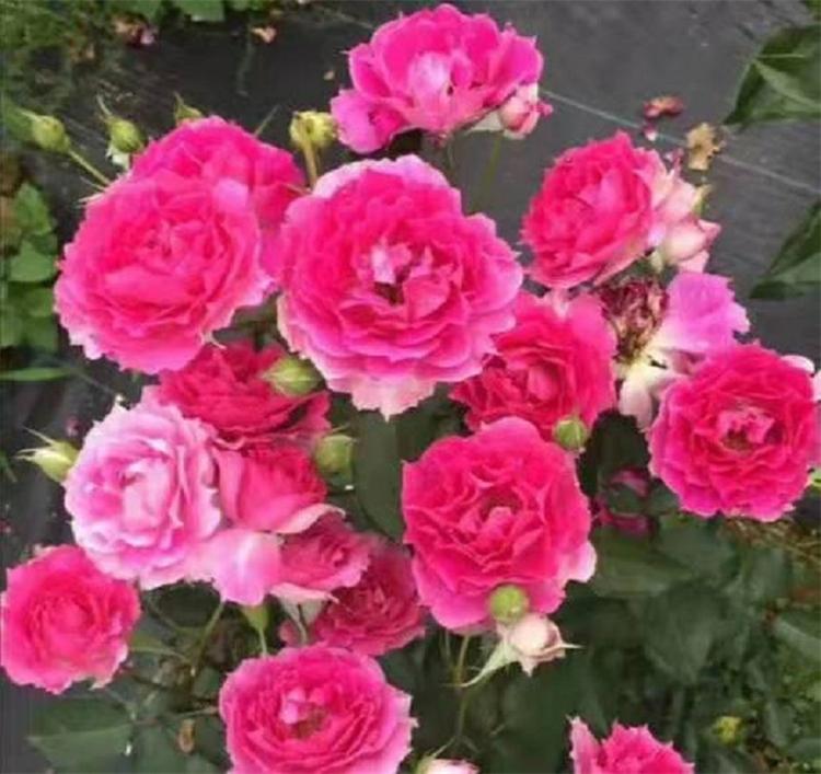 月季花批发 青州香水月季 欣美花卉 大花香水月季苗