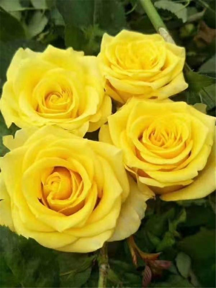 山东大花月季小苗 基地直销 大花月季小苗 月季花批发