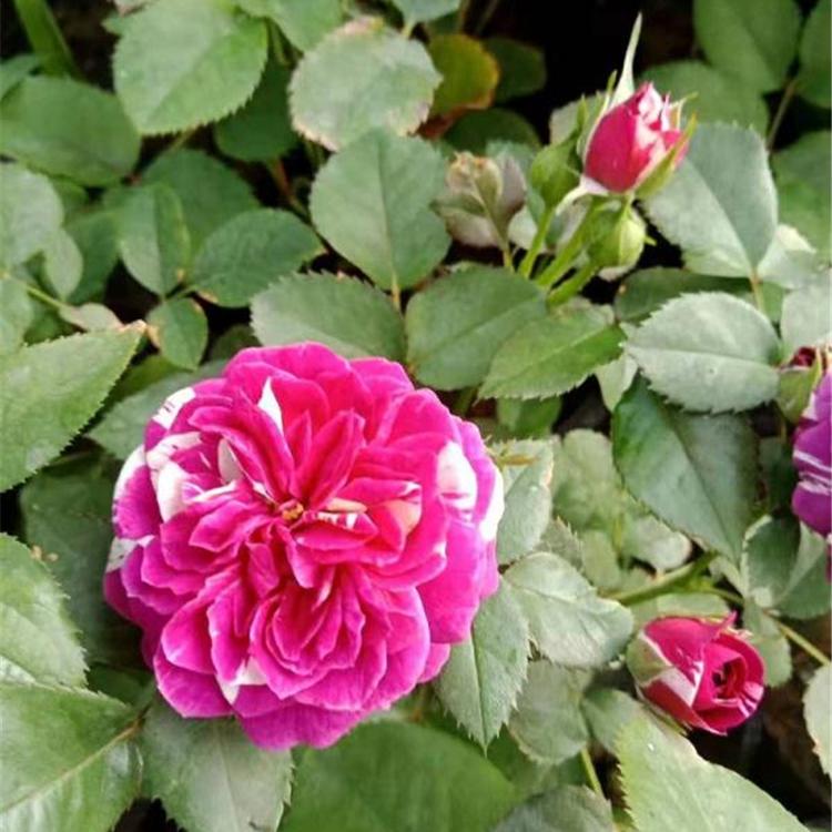 青州香水月季 大花月季种苗 批发供应 月季花批发