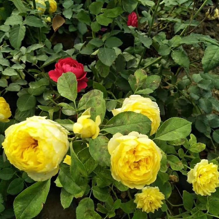 青州大花月季 月月红小苗 欣美花卉 大花月季价格