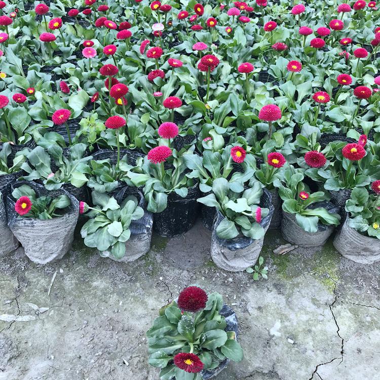 小雏菊  雏菊    草花基地