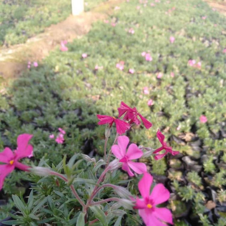 丛生福禄考    芝樱小苗   草花基地