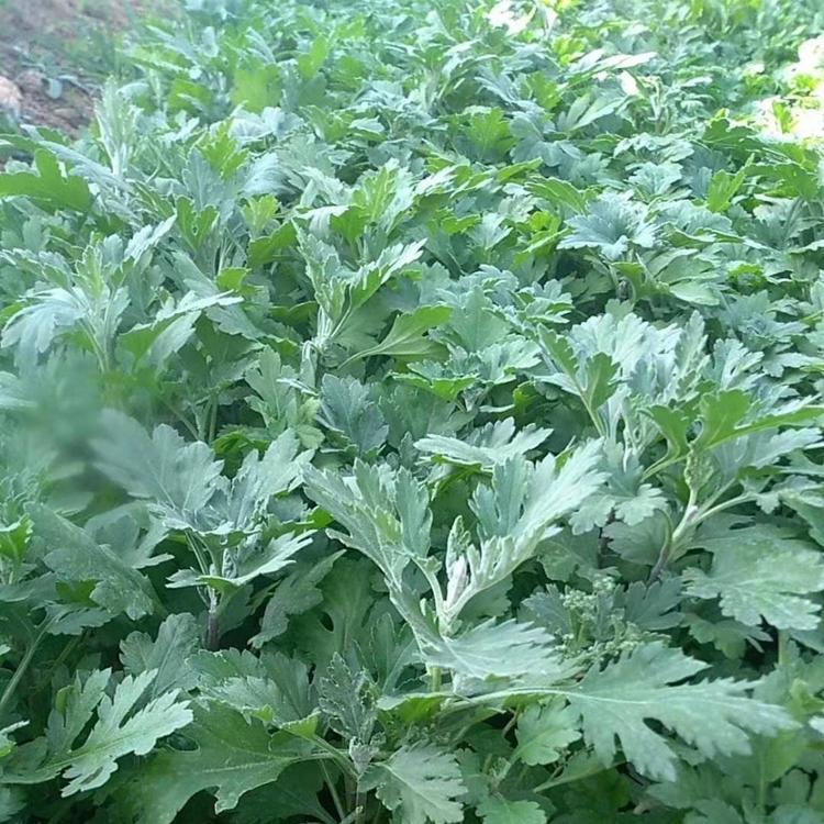 地被菊小苗  地被菊基地  地被菊草花