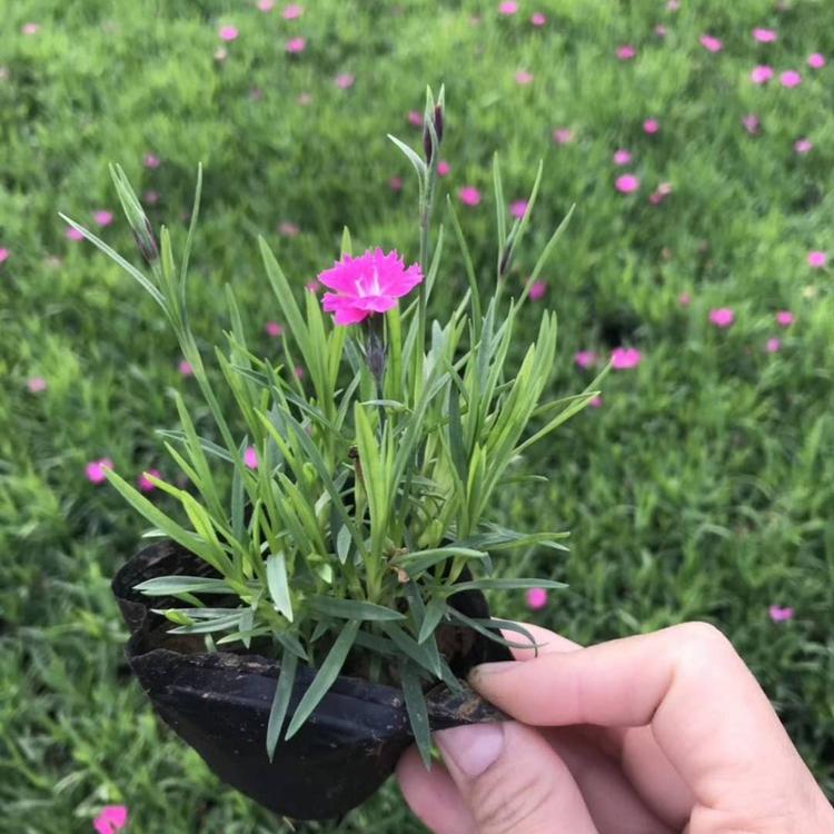 穴盘欧石竹 营养杯欧石竹双色盆欧石竹 欧石竹的产地