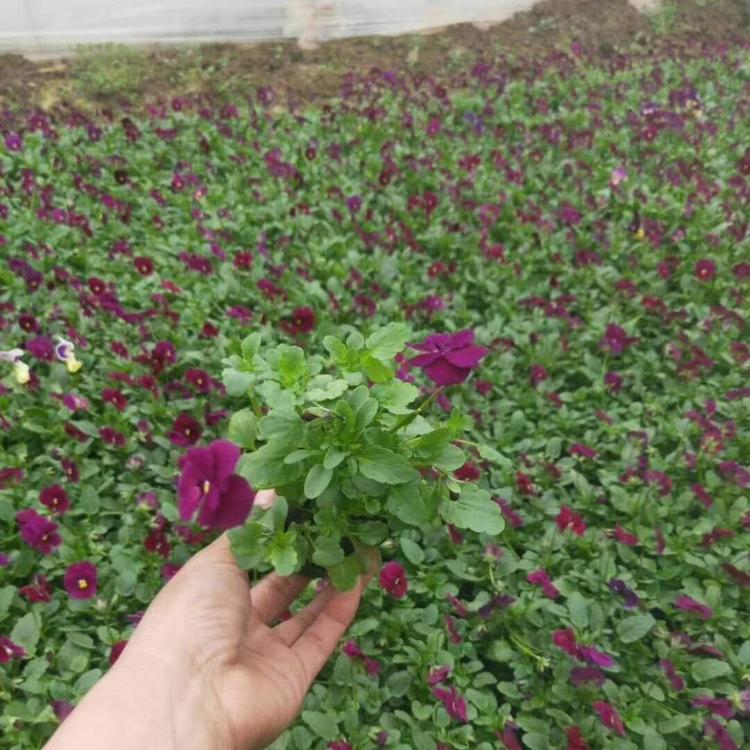 营养杯角堇 双色盆角堇 角堇颜色