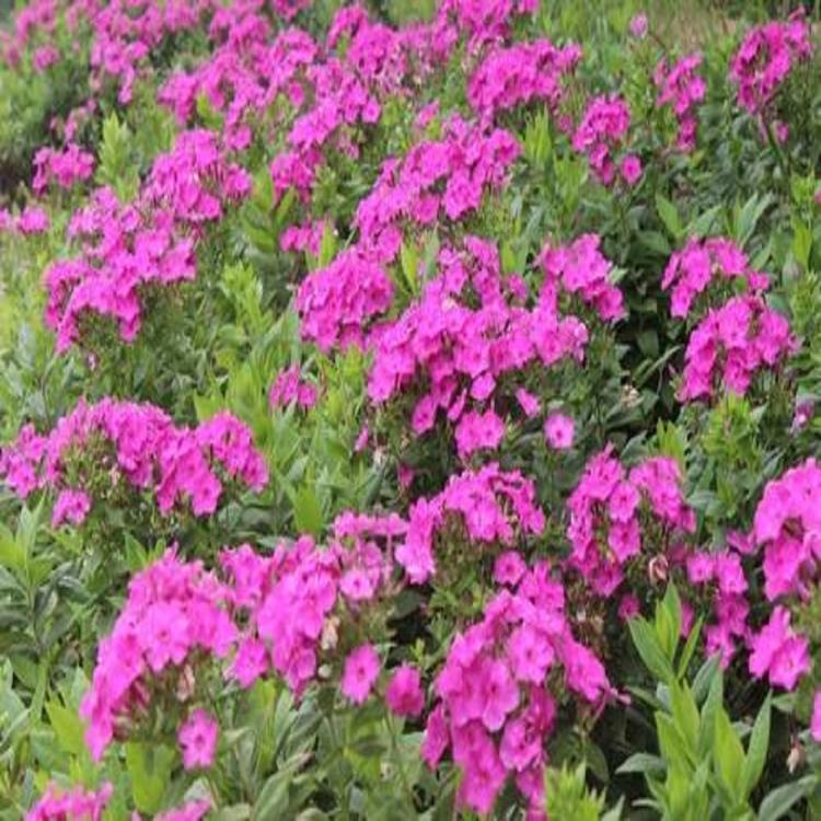 基地直销福禄考 福禄考种植看这里