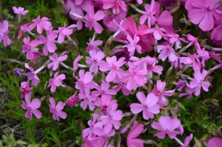 山东芝樱花 芝樱花种植基地找秀明