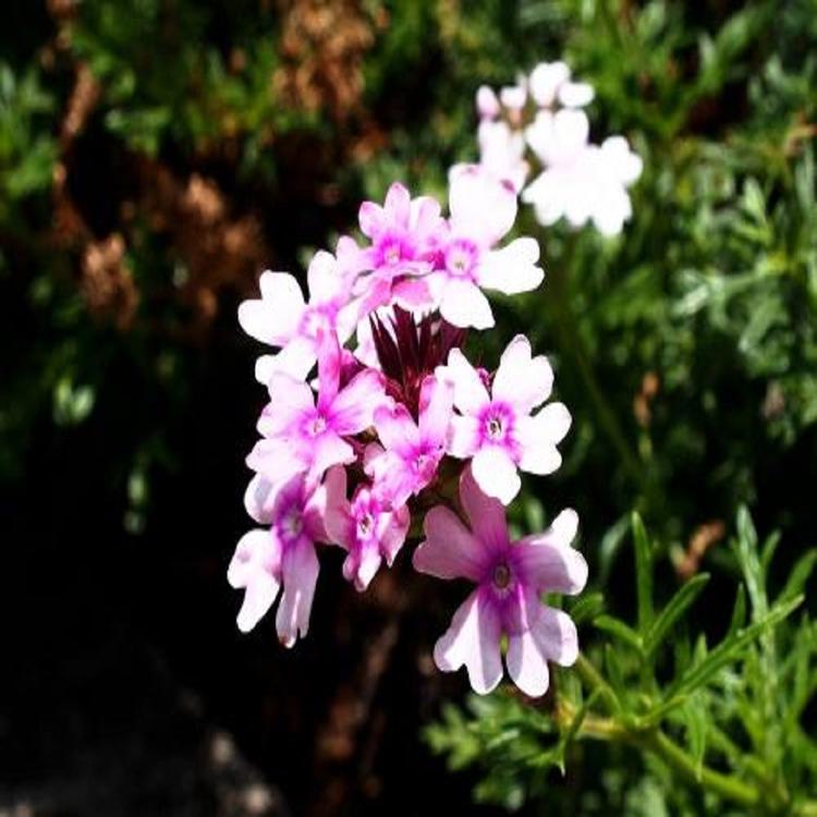 青州草花福禄考小苗 福禄考小苗培育基地看这里