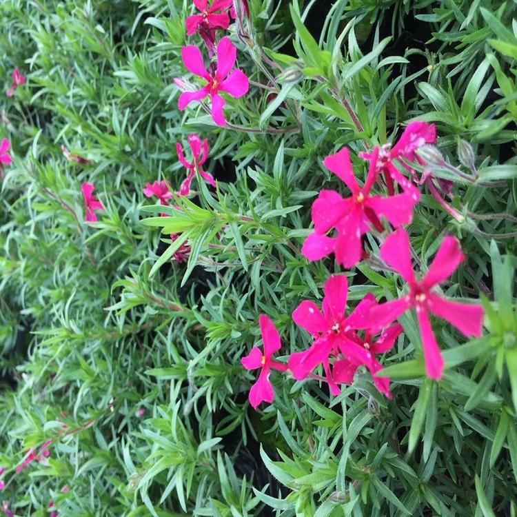 芝樱花_福禄考小苗培育基地秀明花卉芝樱花_福禄考小苗