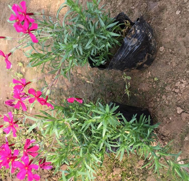 大量供应福禄考 福禄考培育基地苗圃直供