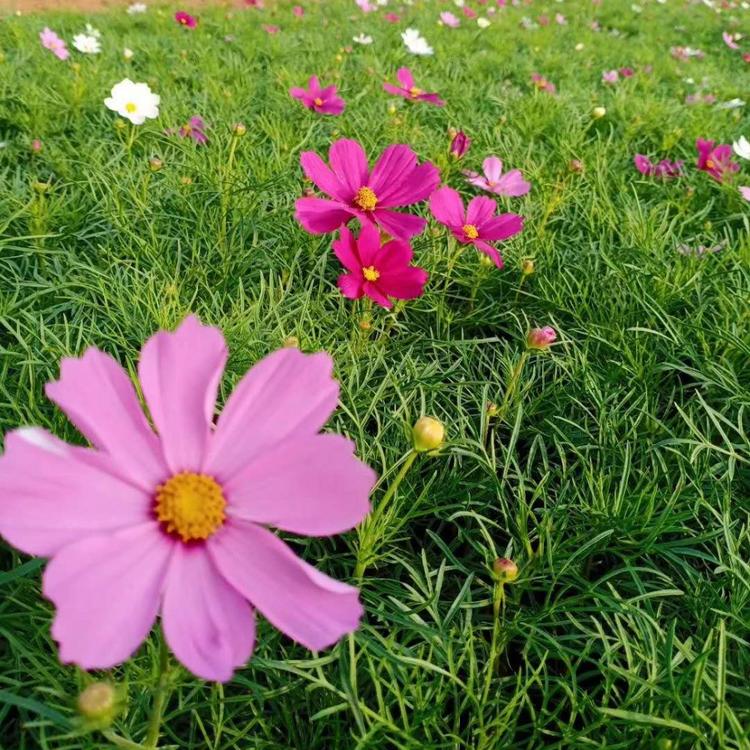 格桑花基地 格桑花价格 格桑花花海