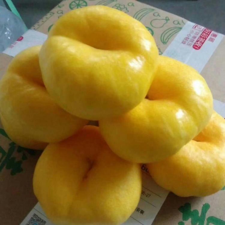油蟠桃苗批发·早金霞油蟠桃·36-5油蟠桃·7-7油蟠桃·风味天后油蟠桃·6-6油蟠桃