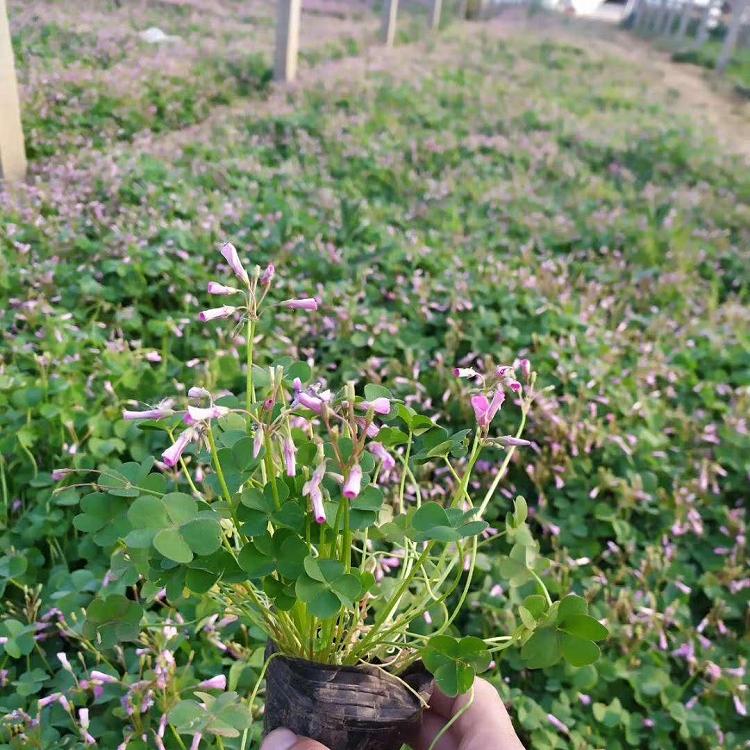 红花草种植 酢浆草价格 沭阳红花三叶草基地