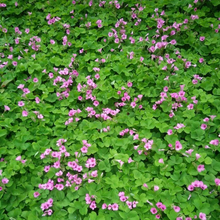 供应红花醡浆草苗 红花醡浆草价格 紫叶炸酱草 紫叶炸酱草苗