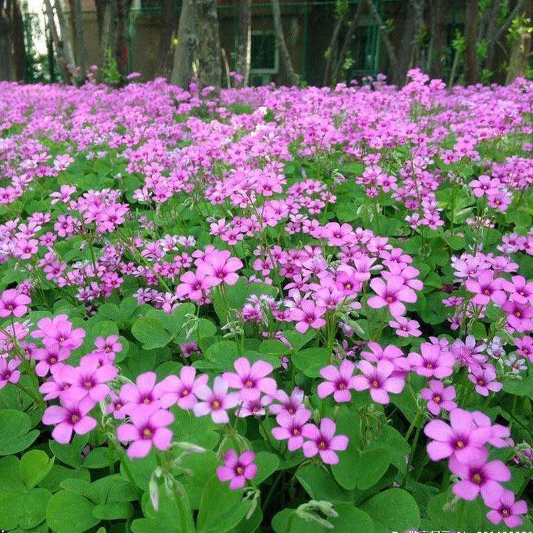 红花醡浆草种子 江苏醡浆草批发 红花醡浆草种球块茎