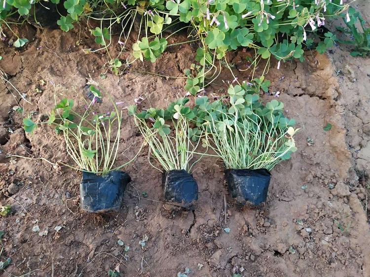 基地直销红花酢浆草 紫叶酢浆草种球 山东红叶幸运草盆栽价格