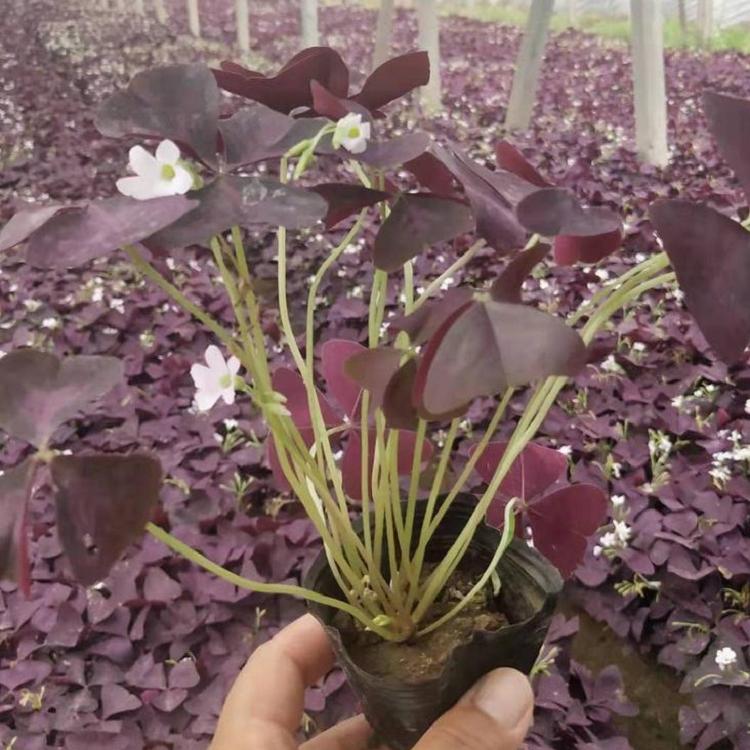 醡浆草
