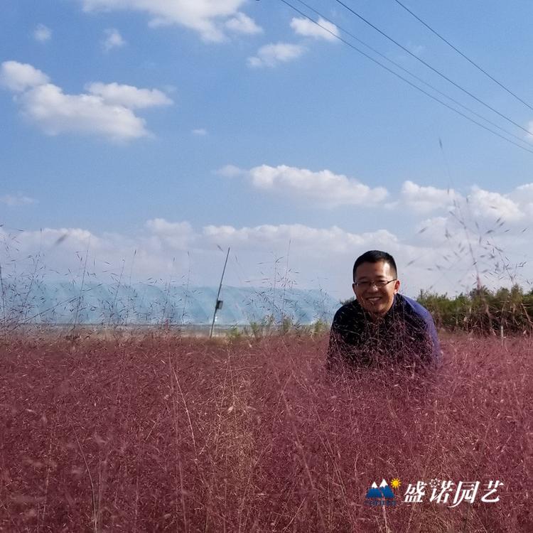 暖季型观赏草 画眉草苗 小苗 粉黛苗 种苗 批发报价