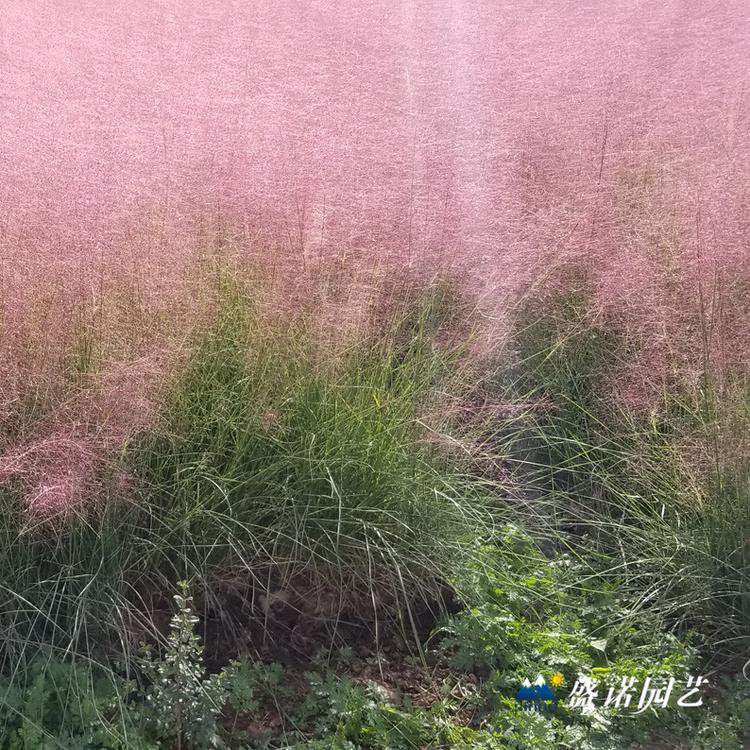 暖季型观赏草 毛芒乱子草苗 种苗 基地处理