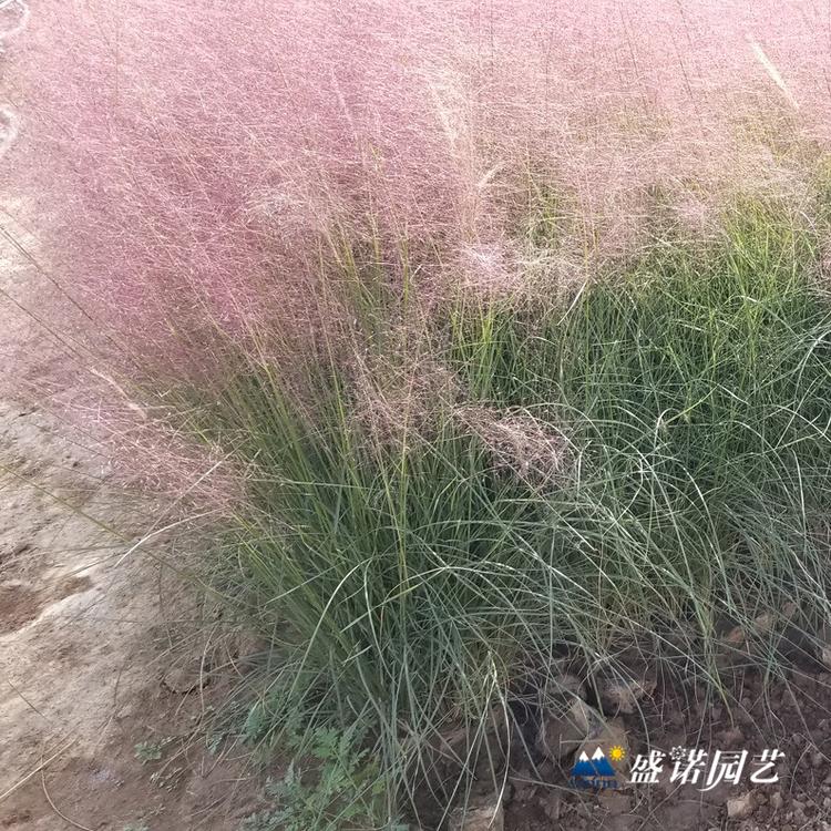 粉黛乱子草苗 种苗花卉基地