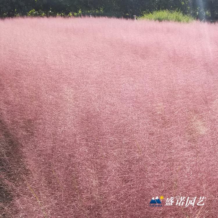 暖季型观赏草 画眉草苗 小苗 粉黛花苗 种苗 花卉基地