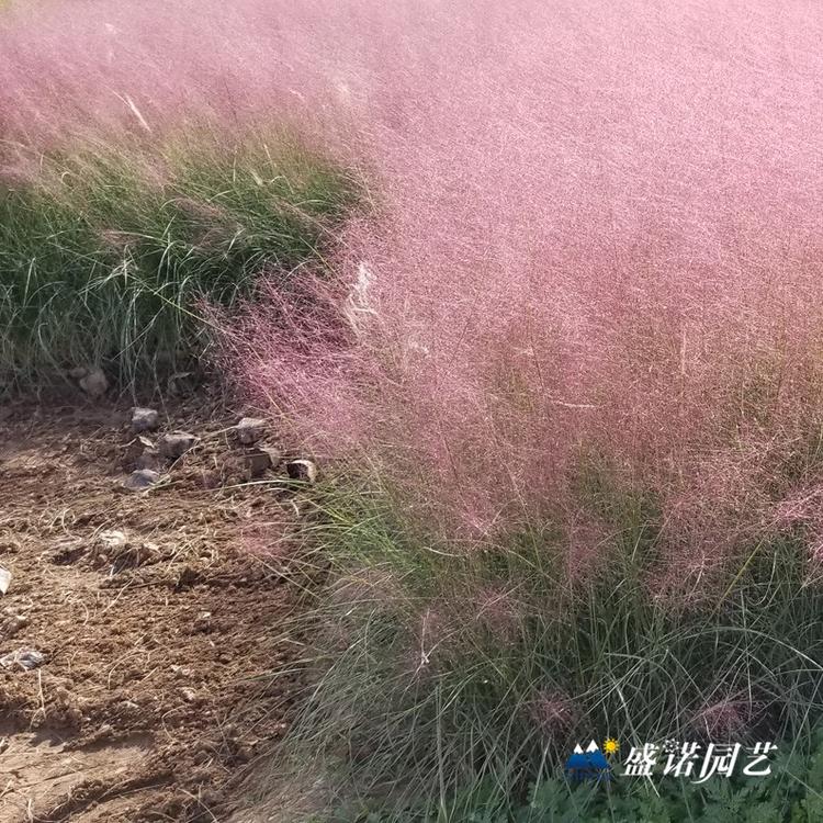 暖季型观赏草 画眉草苗 小苗 粉黛苗 种苗 价格优惠