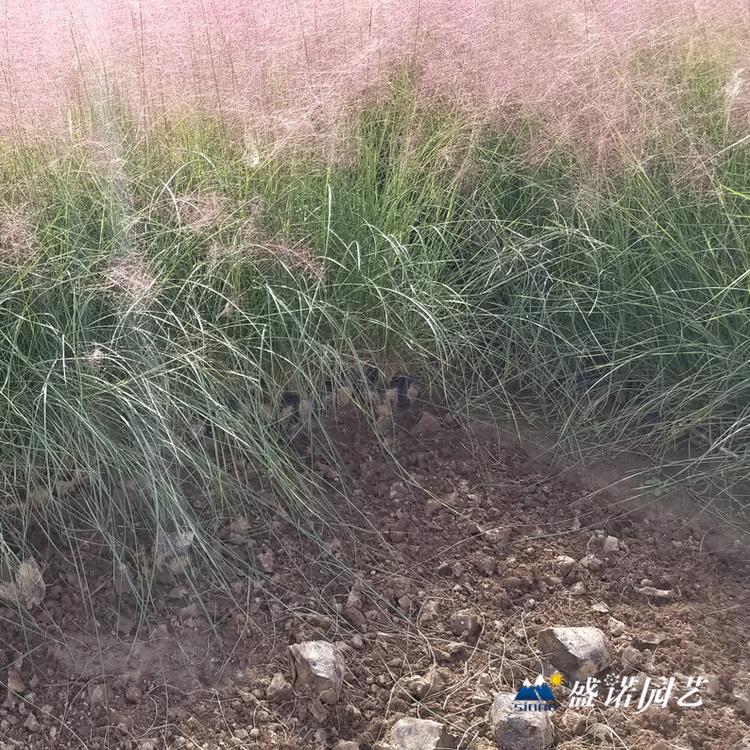 暖季型观赏草 毛芒乱子草苗 种苗 特价销售