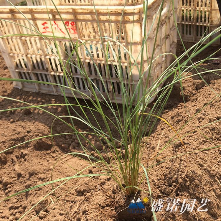 暖季型观赏草 粉黛乱子草苗 种苗 花卉基地