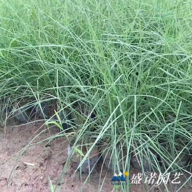 乱子草花苗 种苗地栽盆栽