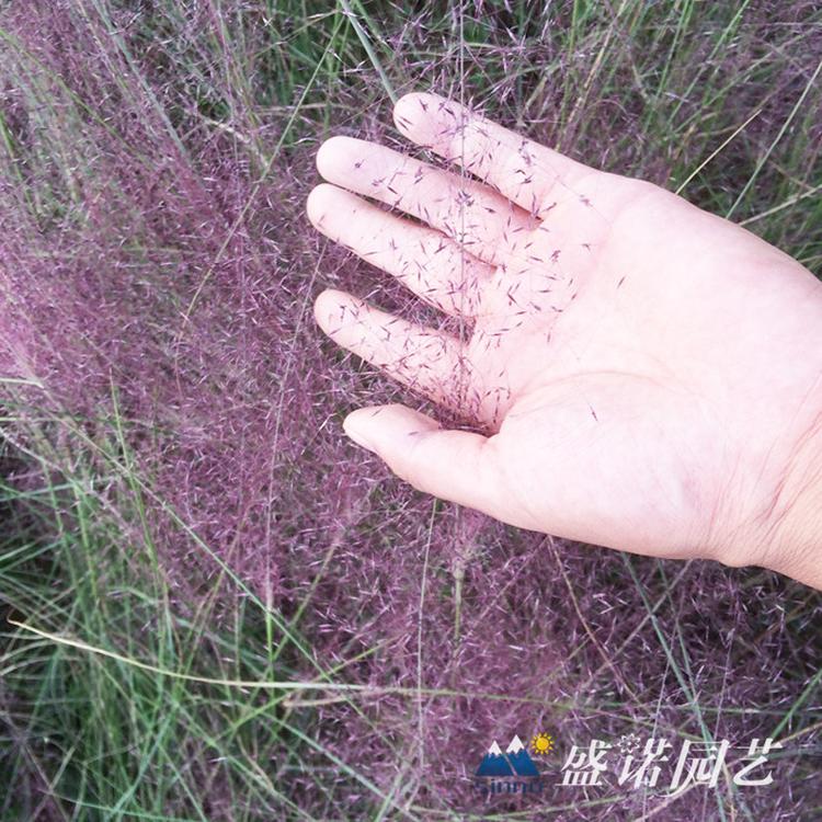 暖季型观赏草 乱子草苗 小苗 粉色草花苗 种苗 花卉基地