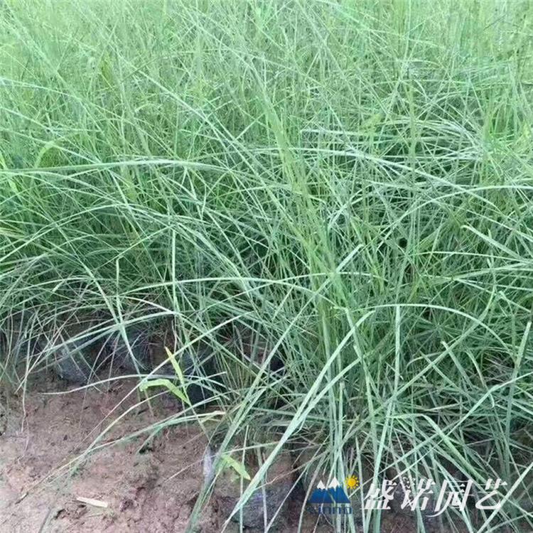 暖季型观赏草 粉黛乱子草苗 小苗 毛芒乱子草花苗 种苗 特价销售