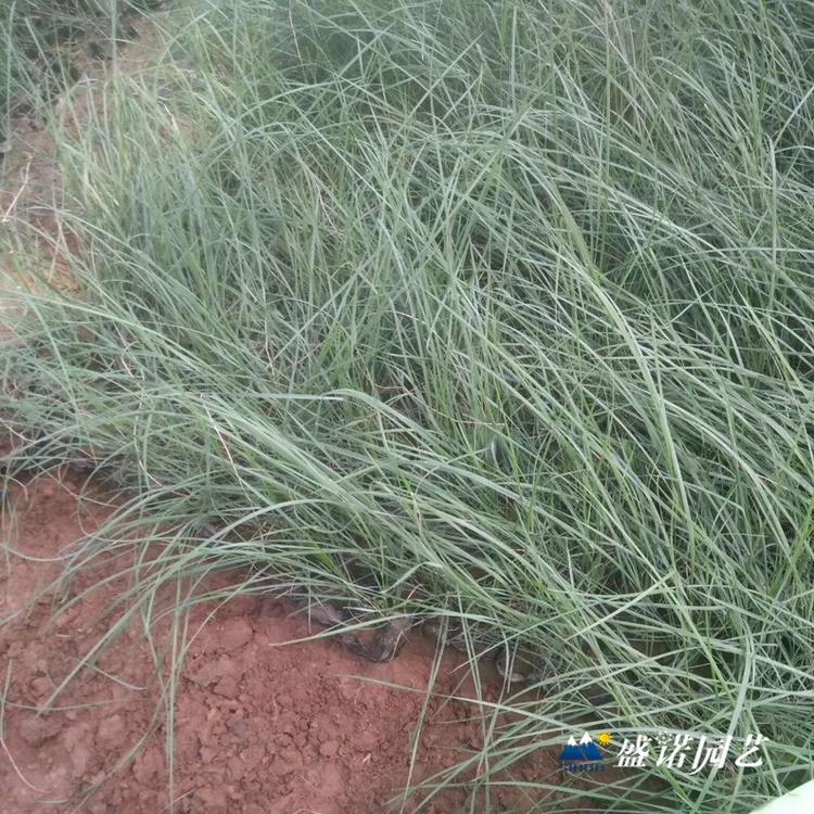 暖季型观赏草 画眉草苗 小苗 粉黛苗 种苗 特价销售