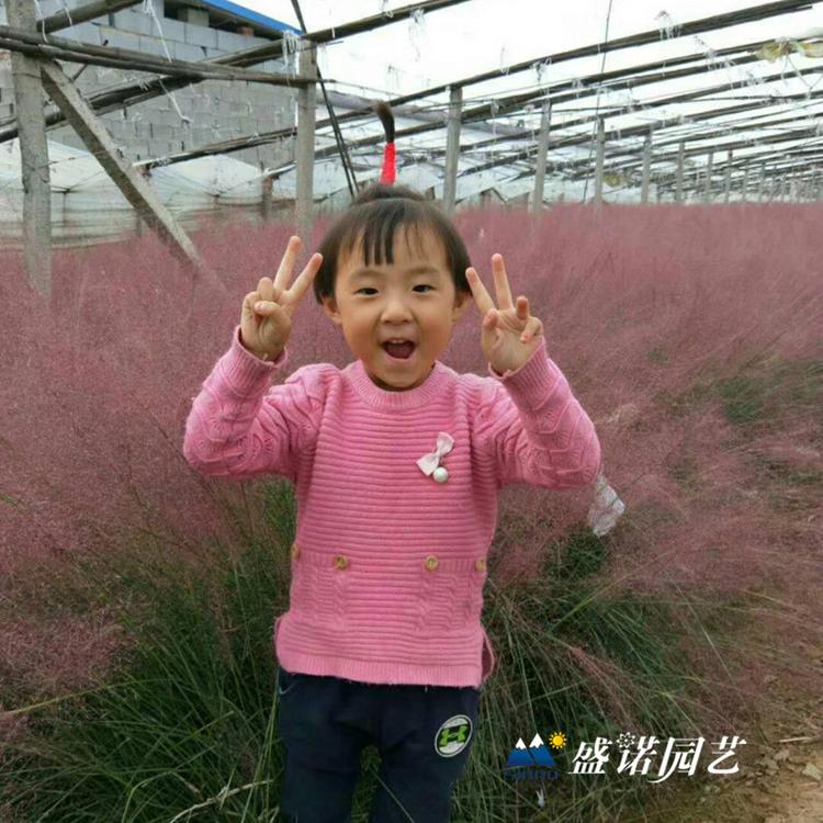 暖季型观赏草 粉黛乱子草苗 种苗 价格优惠