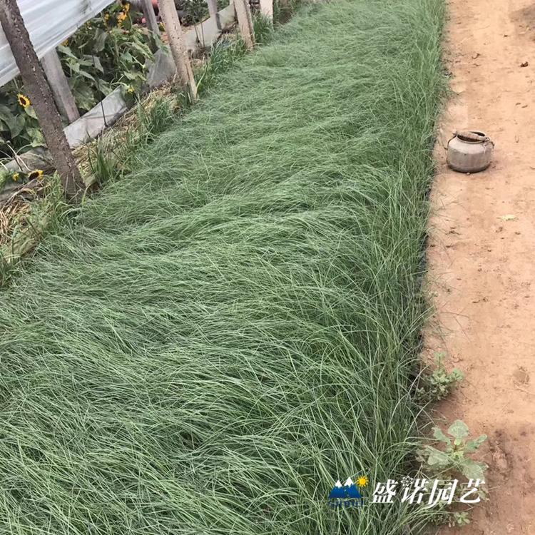 暖季型观赏草 画眉草苗 小苗 粉黛花苗 种苗 品种齐全